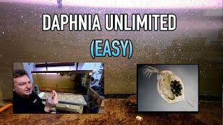 How I Raise Daphnia Water Fleas And You Can Too [upl. by Ykciv409]