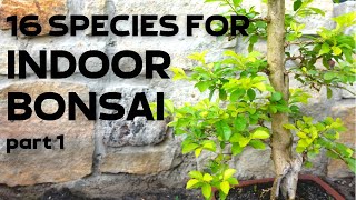 16 Tree Species for Indoor Bonsai Part 1 [upl. by Kane]