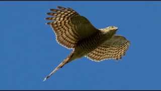 Sparrowhawk Bird Call Bird Song [upl. by Clarinda]