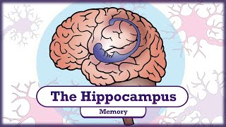 Memory and the Hippocampus [upl. by Niveg374]