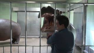 Hippo Feeding at the Cheyenne Mountain Zoo [upl. by Loftis]