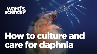 Caring and Culturing for Daphnia [upl. by Leigh]