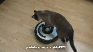 Cat shows HOW TO use iRobot Roomba Vacuum [upl. by Hamilah]