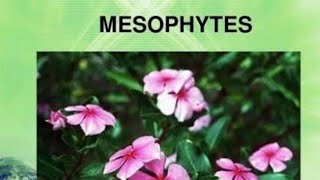 Mesophytes plant its characteristics with example MesophytesplantsDefination with behaviours [upl. by Annazus]