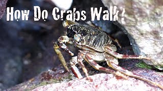 Exploring Invertebrates  How Do Crabs Walk [upl. by Perle]