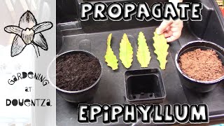 How to Propagate Epiphyllum [upl. by Leuname]