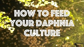 How To Feed Your Daphnia Culture [upl. by Rabiah838]