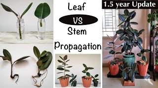 2 Ways To Grow Free Rubber Plants Ficus Elastica  Leaf Cutting  Stem Cutting water  soil [upl. by Tabber189]