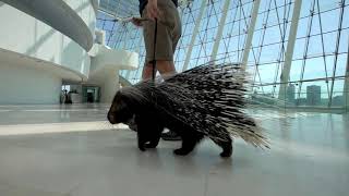 Kansas City Zoo animals visit the Kauffman Center [upl. by Loyce]