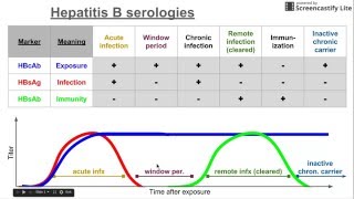 Hepatitis B Virus Serology [upl. by Tnahs]