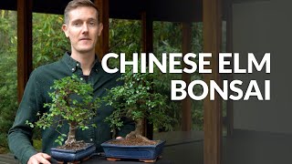 Chinese Elm Bonsai care Ulmus [upl. by Egiap668]