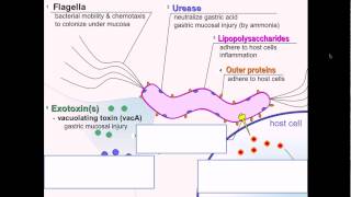 H Pylori Infections Symptoms Tests Treatment amp Complications  Dr Ravindra B S [upl. by Eenahpets]