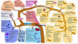 Gastritis H Pylori Persistence [upl. by Atiuqad]