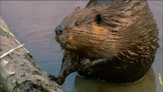 How Do Beavers Build Dams  Nature on PBS [upl. by Shelly]