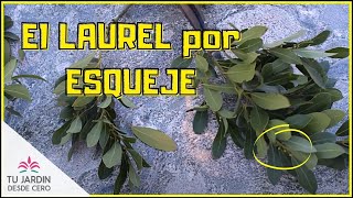 Cómo Reproducir el Laurel por Esquejes 🌳 [upl. by Ecenaj953]