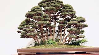 Forest Bonsai inspiration [upl. by Schecter]