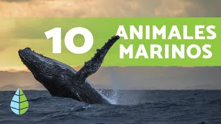 ¿Qué ANIMALES viven EN EL MAR 🌊 10 Ejemplos y Curiosidades [upl. by Wolk]