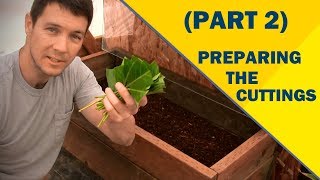 Propagate Plants Like a Pro Part 2  Preparing the Cuttings of English Laurel [upl. by Hagile]