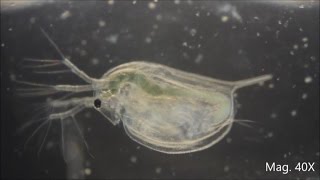 Daphnia magna under the Microscope [upl. by Eisinger790]