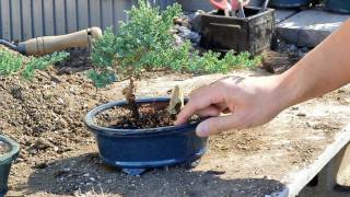 Bonsai Basics  Watering your Bonsai Tree [upl. by Nasar]