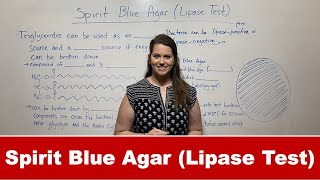 Lipase Test with Spirit Blue Agar [upl. by Lehpar]