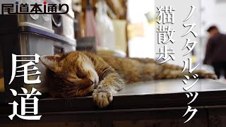 ノスタルジック猫散歩 尾道本通り商店街 [upl. by Chader]