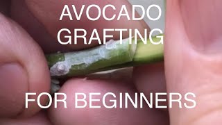 Avocado tree Grafting for beginners Very simple how to video for home gardeners [upl. by Javler]