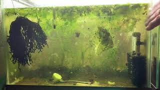 Scuds Daphnia Cherry Shrimp Copepods My aquatic food culture [upl. by Squier775]