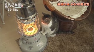 ねこ自慢＃59ご出演ニャンコたち【4月7日OA】 [upl. by Blight678]