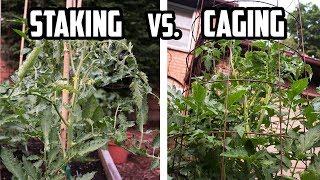 Staking vs Caging Tomato Plants  PROS and CONS of Each Method  How to Support Tomato Plants [upl. by Ardnuek]