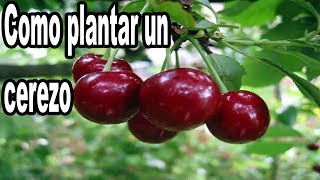 Como Plantar un Cerezo [upl. by Velma]