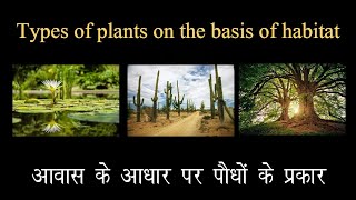 Types of plants the basis of habitat।। आवास के आधार पर पौधों के प्रकार।। [upl. by Anailuj]