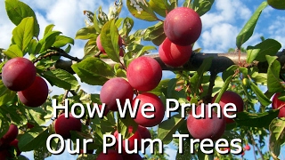 How to Prune Fruit Trees Plums [upl. by Darda908]