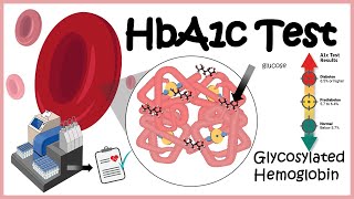 HbA1c Test  Glycosylation of haemoglobin  Diabetes [upl. by Corder]