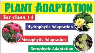 Plant Adaptation  Hydrophytic Mesophytic and Xerophytic Adaptation [upl. by Berg]