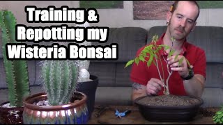 Training and Repotting a Wisteria Bonsai [upl. by Oinoitna294]