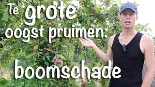 Te grote oogst pruimen boomschade [upl. by Byram100]