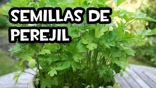 Como Conseguir Semillas de Perejil  Semillas Orgánicas  La Huerta de Ivan [upl. by Ellicul922]