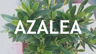 Azalea Bonsai from nursery stock 1 [upl. by Wichern129]