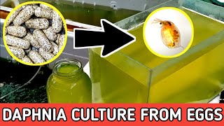 HOW TO HATCH DAPHNIA EGGS  HOW TO CULTURE DAPHNIA [upl. by Ocin659]