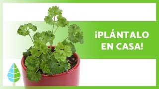 Cómo PLANTAR PEREJIL 🌱 en Maceta con Semillas y por Esquejes [upl. by Medea517]