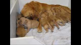 Golden Retriever Puppies 2 weeks oldwmv [upl. by Edithe]