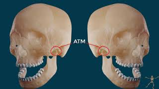 Articulación Temporomandibular Estructura ósea [upl. by Atinaw]