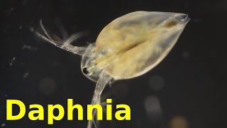 Daphnia [upl. by Jane]