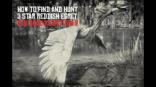 Red Dead Redemption 2 Perfect Reddish Egret Hunting Guide [upl. by Skolnik741]