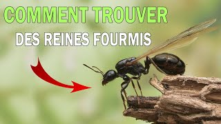 COMMENT TROUVER UNE REINE FOURMI [upl. by Skardol]