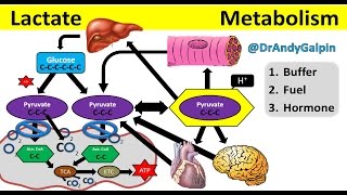 What Lactate is amp What it ACTUALLY does 5 Min Phys [upl. by Ataynik]