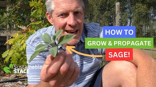 HOW TO GROW AND PROPAGATE SAGE [upl. by Sokin366]