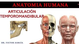 Articulación Temporomandibular  Anatomía Humana en Odontología [upl. by Paugh]