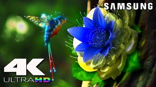 4K ULtra HD  SAMSUNG UHD Demo׃ LED TV [upl. by Kacey]